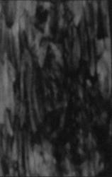 Vesano : Eindig - Vesano